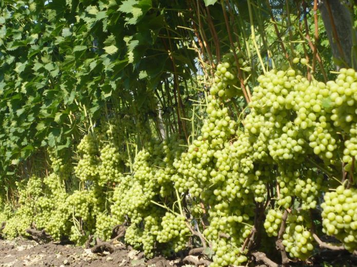 Arcadia grape bushes