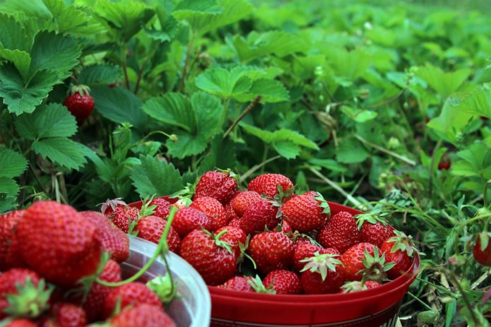 Selected strawberries