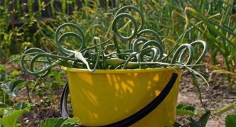 Garlic arrows for disinfection