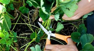 Pruning strawberries