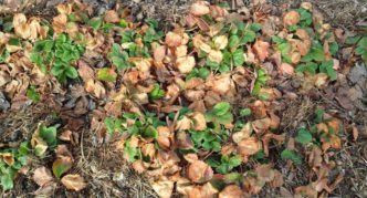 Dry strawberry leaves