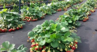 Spunbond on strawberries