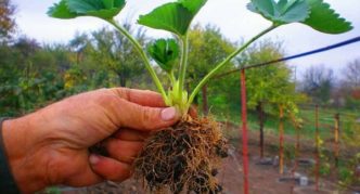 Healthy strawberry seedling