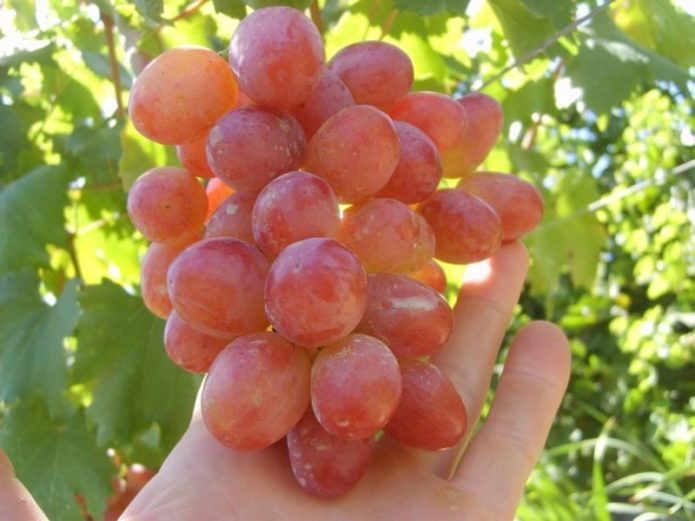 Ripe bunch of grapes Anyuta