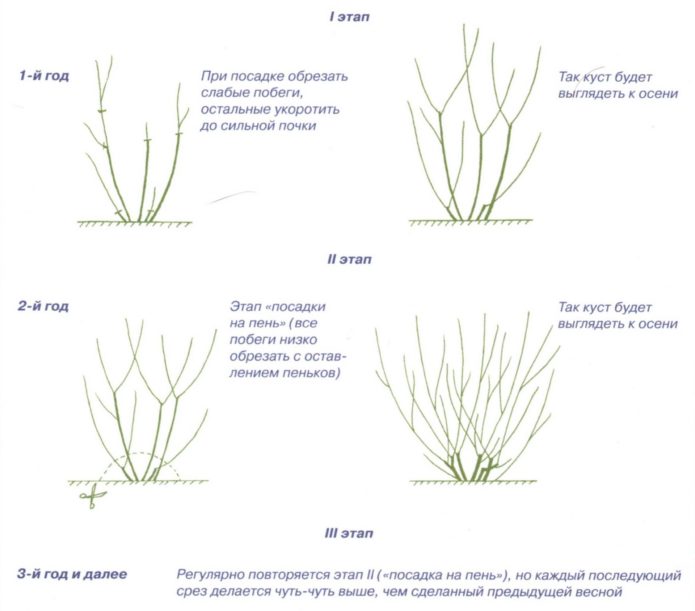 Plant trim drawing