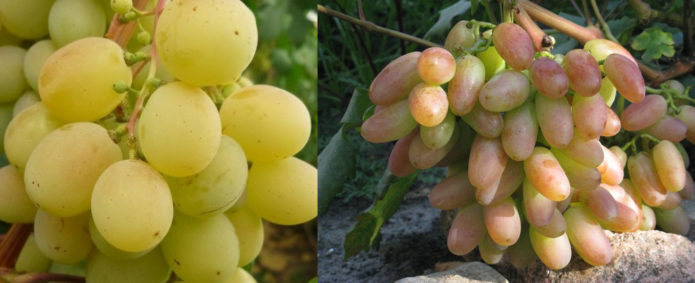 Grapes Talisman and Anniversary of Novocherkassk