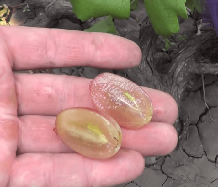 Grape Berry Anniversary of Novocherkassk