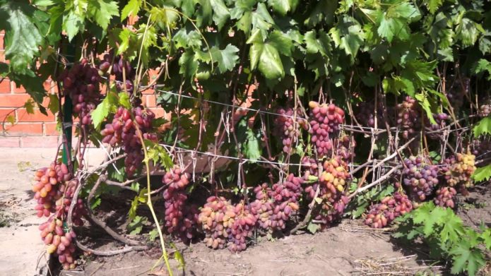 Grape harvest for Novocherkassk Anniversary