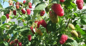 Lashka, berries on a bush