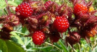 Hayes raspberry variety