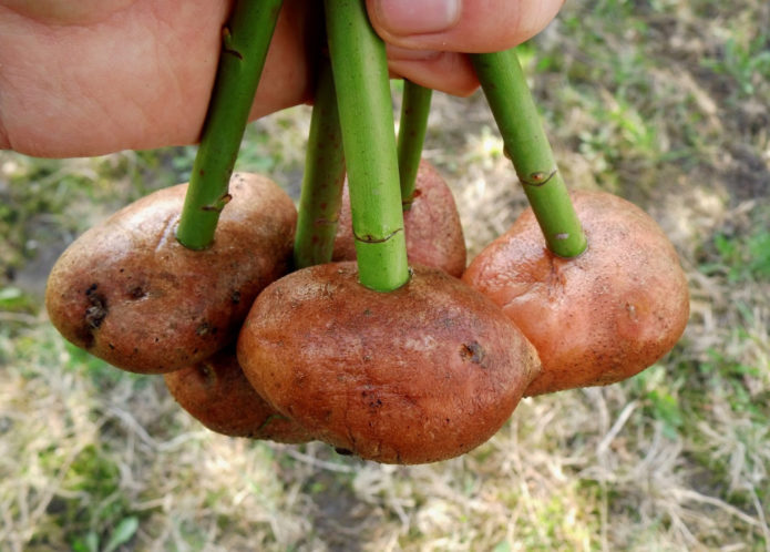 Cuttings in potatoes