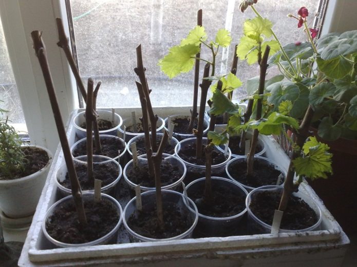 Rooting grape cuttings in the soil