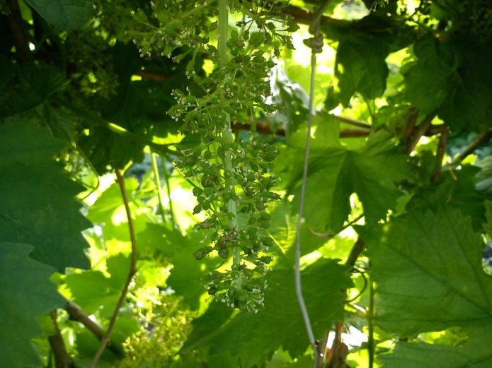 Flowering grapes