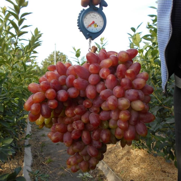 Weighty bunches of grapes Transfiguration