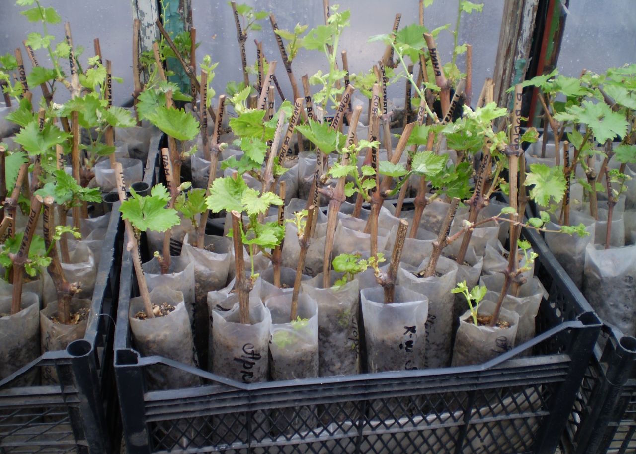 Grape seedlings from cuttings: harvesting, storage of planting material, germination and care