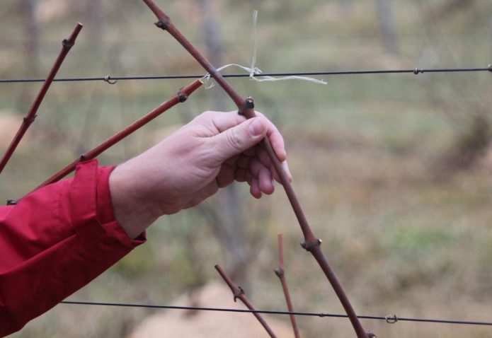 Harvesting grape cuttings