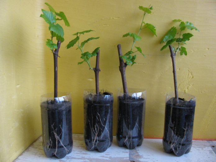 Planting grape cuttings in bottles