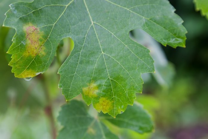 Mildew on the leaves