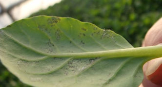 Downy mildew