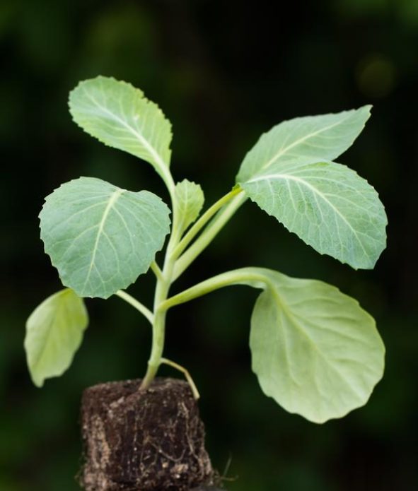 Seedling cabbage before planting