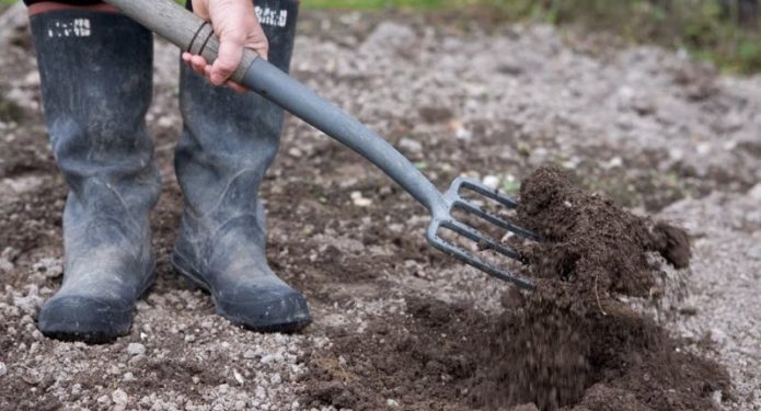 Site preparation for sowing cabbage