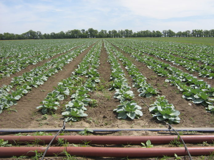 Drip irrigation system for cabbage