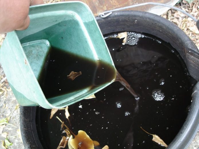 Mullein in a bucket