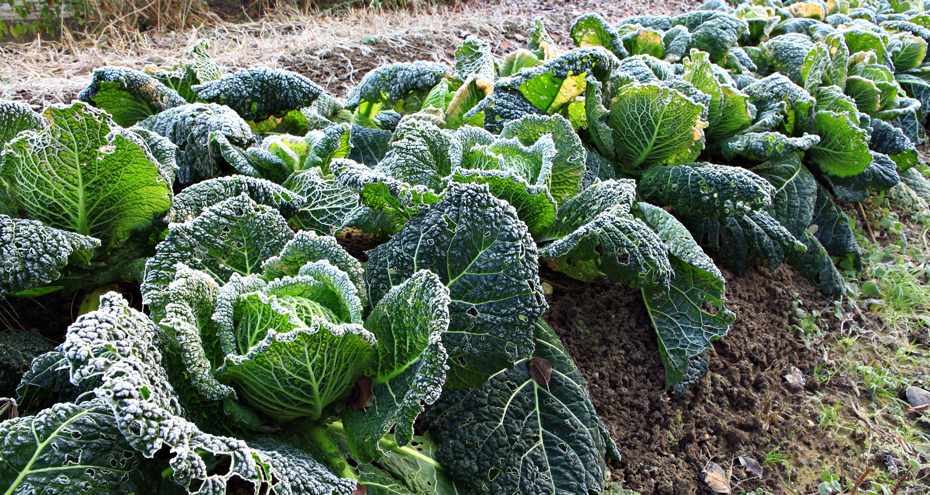 Savoy cabbage: from growing seedlings to harvesting