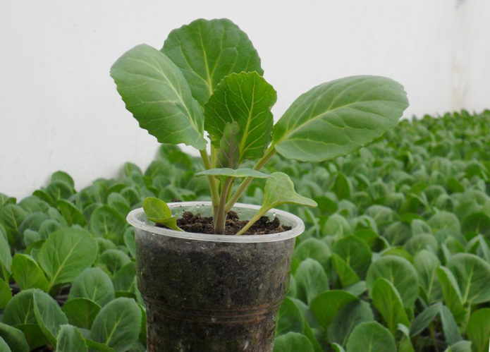 Savoy cabbage seedlings