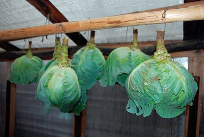 storing savoy cabbage