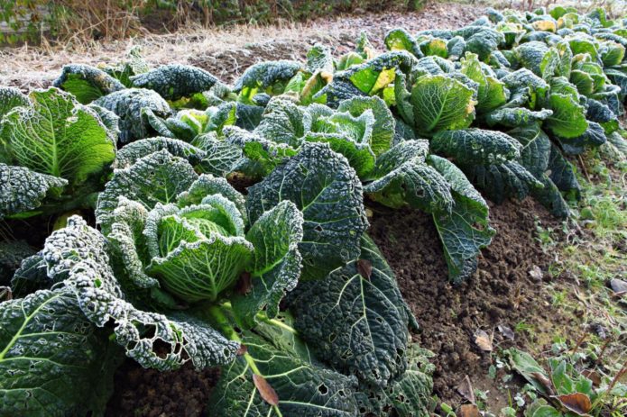 Savoy cabbage care