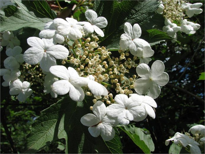 Blooming viburnum