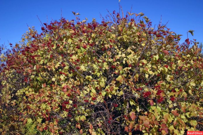 Strongly thickened viburnum bush