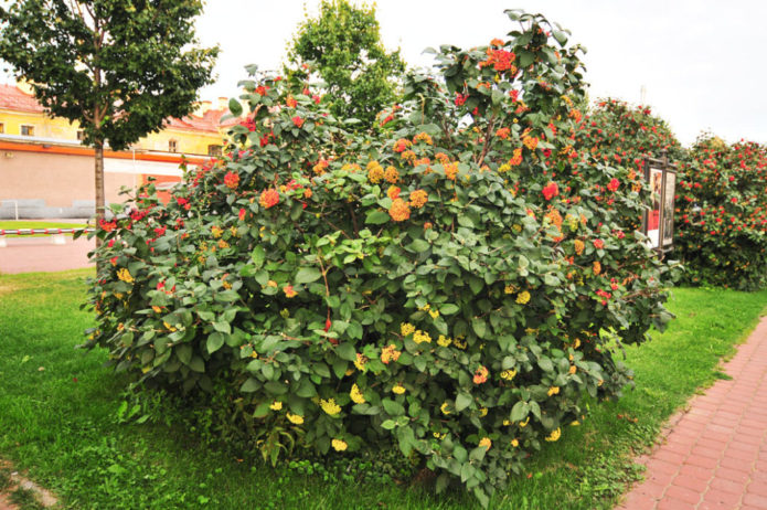 Sprawling viburnum