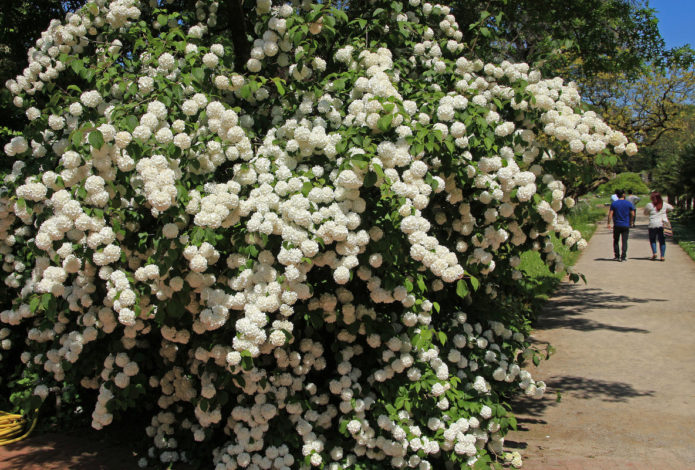 Variety Boulle de Neige