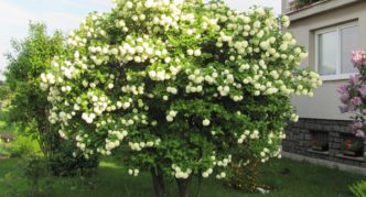 Blooming viburnum bush Boule de Neige