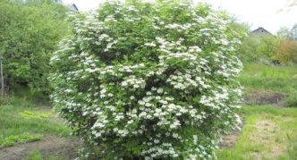 Viburnum ordinary