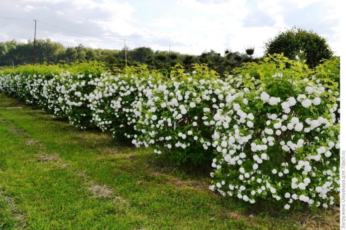 Viburnum hedge