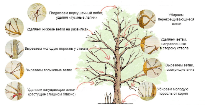 Formative pruning of a standard tree