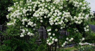 Adult viburnum bush