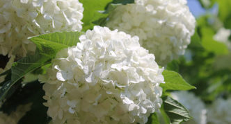 Viburnum decorative balls