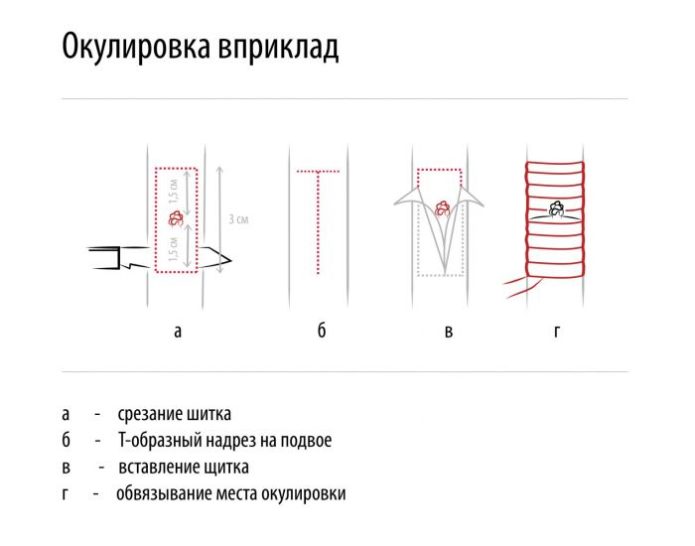 Kidney vaccination