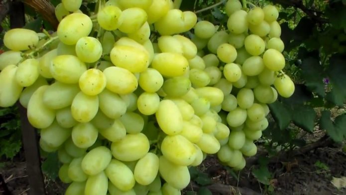 Laura grape bunch