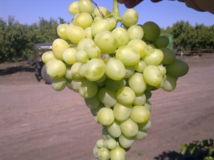 Arcadia grapes