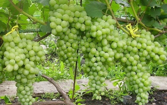 Laura grape harvest