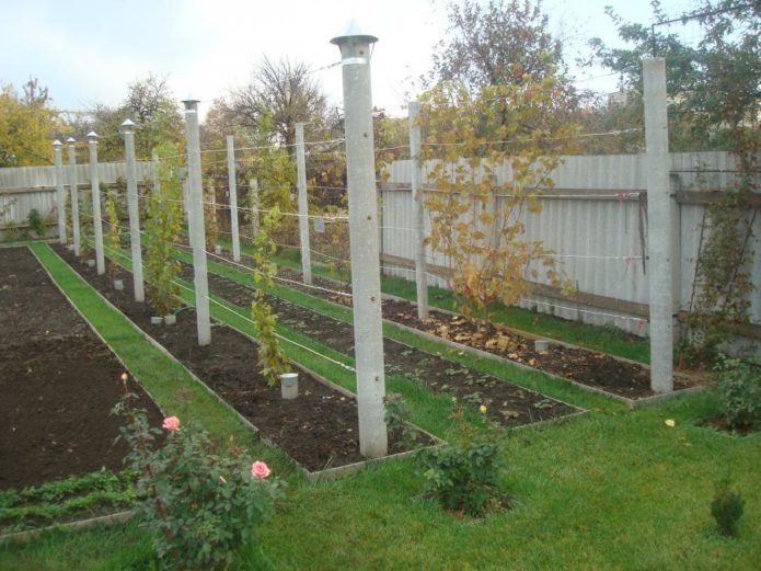 Trellis for grapes