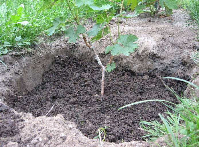 Planting grapes in the ground