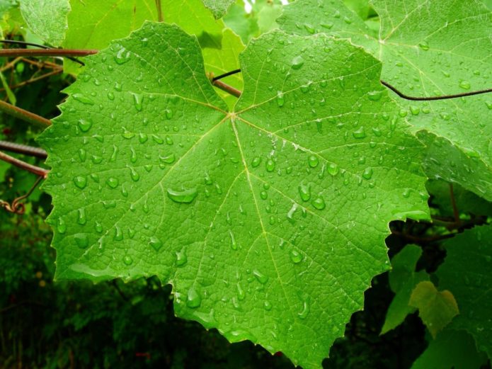 Water droplets on vine leaves