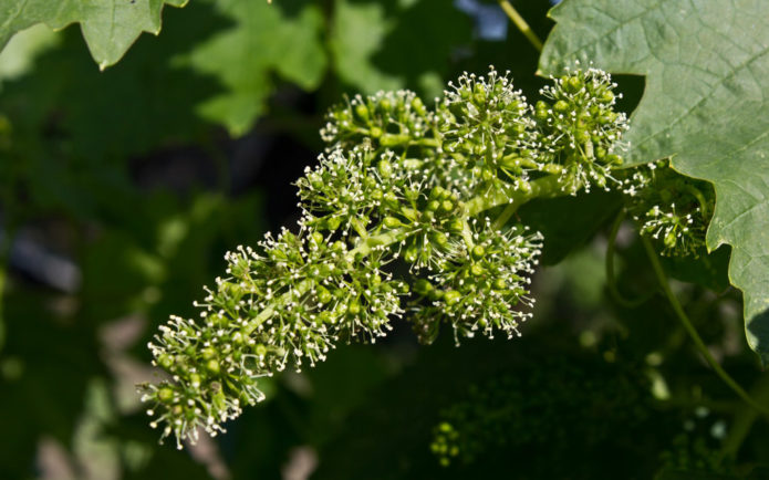 Blooming grapes