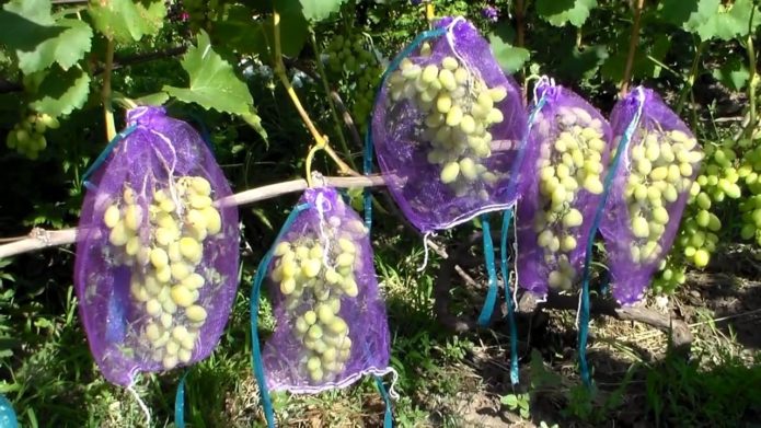 Bunches of grapes under the net